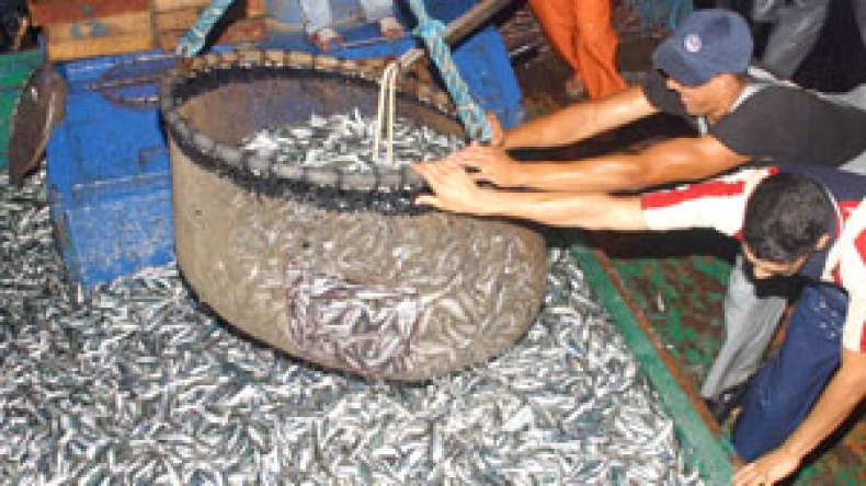 السمك الموريتاني على موائد الجزائريين