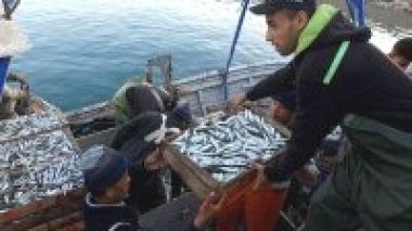 Pêche: abondance de la ressource pélagique à l’Est du pays