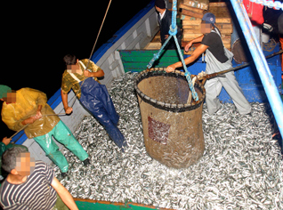 Scandale du thon rouge à Annaba: 8 personnes dans les filets de la justice