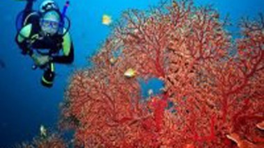 Pêche illicite de corail : 2 ressortissants tunisiens arrêtés dans les eaux territoriales algériennes à El Kala