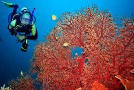 Pêche illicite de corail : 2 ressortissants tunisiens arrêtés dans les eaux territoriales algériennes à El Kala