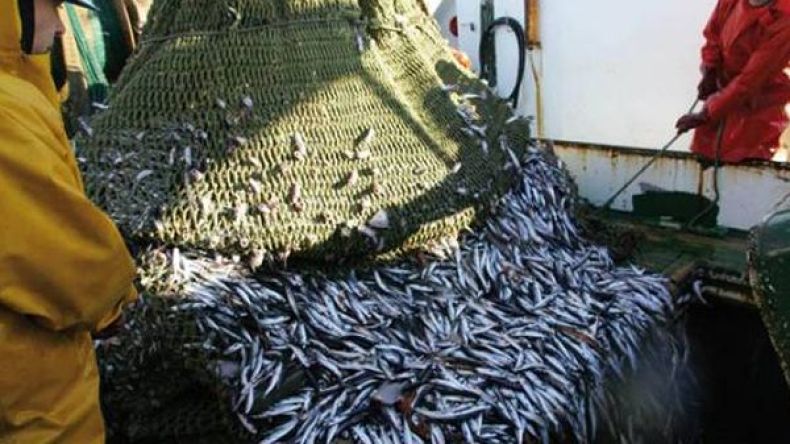 “التلوث واستعمال المتفجرات وراء انقراض الأسماك”