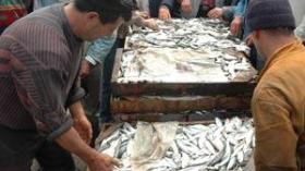 تسويق‭ ‬الأسماك‭ ‬مازال‭ ‬في‭ ‬الصناديق‭ ‬الخشبية‭ ‬في‭ ‬الجزائر