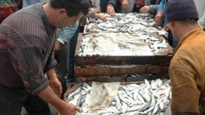 تسويق‭ ‬الأسماك‭ ‬مازال‭ ‬في‭ ‬الصناديق‭ ‬الخشبية‭ ‬في‭ ‬الجزائر