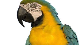 الشرطة البريطانية تعتقل سيدة وتحجز سيارتها بسبب ببغاء