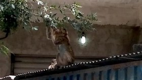 أشغال توسعة منعرجات خراطة تربك قردة الماغو