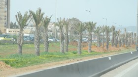 نخيل بالملايين يُرمى على قارعة الطرقات في عز التقشف