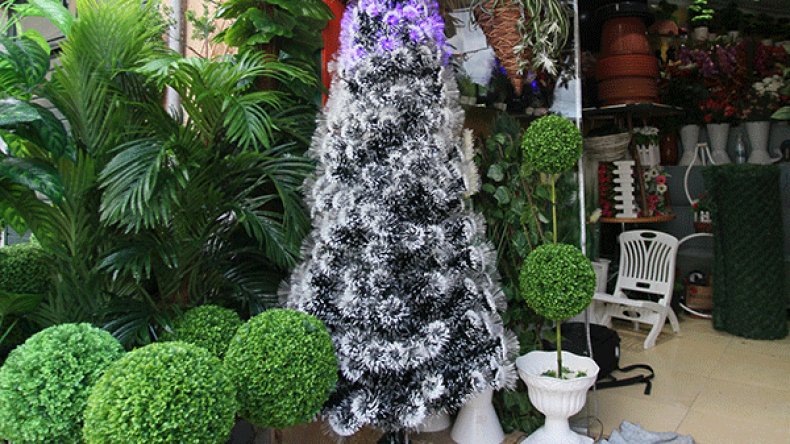 جزائريون تهافتوا على “شجرة المسيح” بـ5 ملايين!