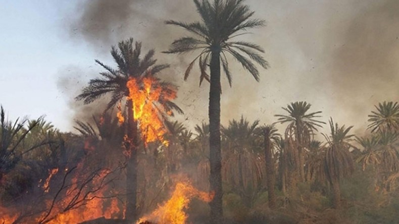 حرائق النخيل تتلف أكثر من 6 قناطير من التمور بالمغير