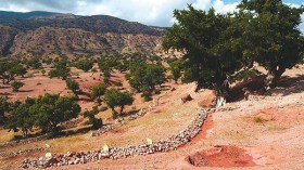 1500 هكتار من الأشجار والحبوب مهدّدة بالزوال بقرية الصوالح في المسيلة