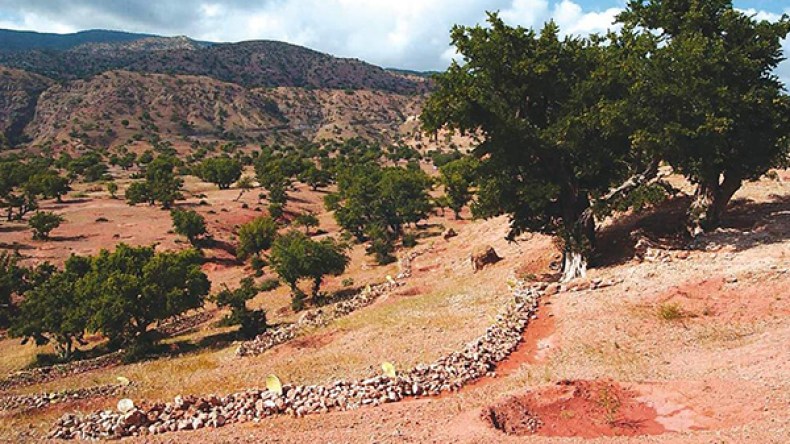 1500 هكتار من الأشجار والحبوب مهدّدة بالزوال بقرية الصوالح في المسيلة