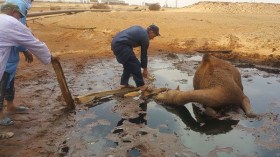 برك النفط تواصل ابتلاع رؤوس الإبل بإيليزي