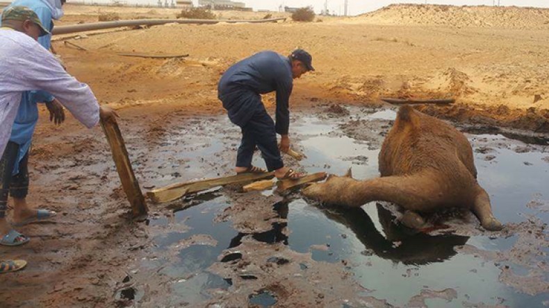 برك النفط تواصل ابتلاع رؤوس الإبل بإيليزي
