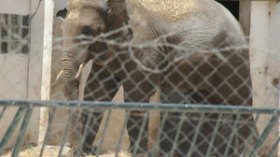 فيل يختطف فتاة ويحاول ابتلاعها ويرمي بشخص إلى بحيرة التماسيح