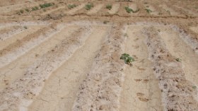 هذه شروط الإستفادة من قروض استصلاح الأراضي البور