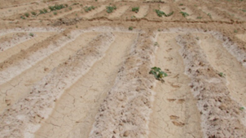 هذه شروط الإستفادة من قروض استصلاح الأراضي البور