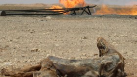 فرنسا استخدمت 150 جزائري كحيوانات للتجارب في انفجار اليربوع الأبيض