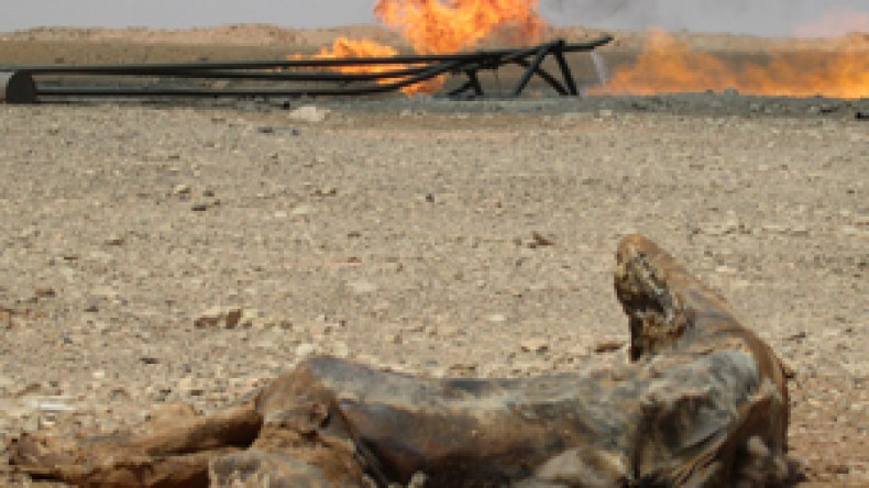 فرنسا استخدمت 150 جزائري كحيوانات للتجارب في انفجار اليربوع الأبيض