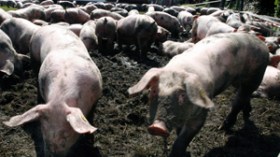 قتلتنا الأمراض البدائية فماذا تفعل بنا الخنازير؟