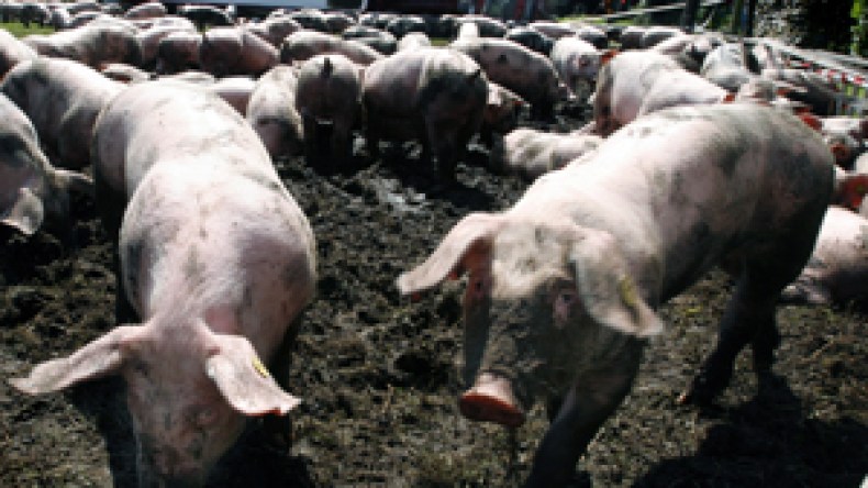 قتلتنا الأمراض البدائية فماذا تفعل بنا الخنازير؟