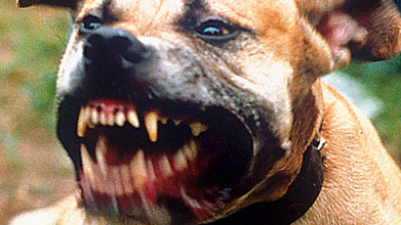 كلب بيتبول يجر أصحابه إلى العدالة ويفجر معركة قضائية