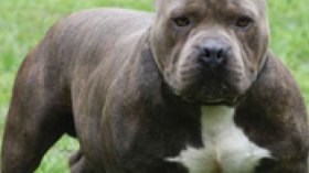 كلاب‭ ‬‮”‬البيت‭ ‬بول‮”‬‭ ‬المنتشرة‭ ‬في‭ ‬الجزائر‭ ‬مصدرها‭ ‬عائلة‭ ‬الطرابلسي