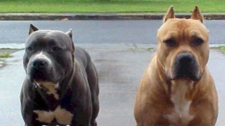 جزائريون يشترون كلاب بيتبول بـ10 ملايين قصد التباهي والتهديد