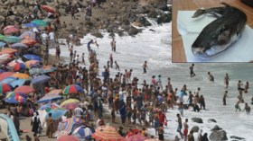 أرانب بحرية تهدد حياة المصطافين عبر الشواطئ