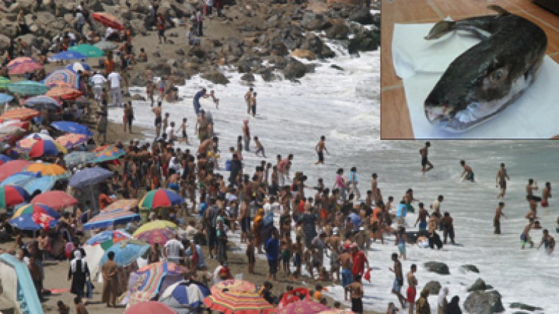 أرانب بحرية تهدد حياة المصطافين عبر الشواطئ