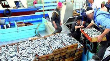 Boumerdès : une prise de plus de 3000 tonnes de poissons en 3 mois
