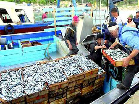 Boumerdès : une prise de plus de 3000 tonnes de poissons en 3 mois