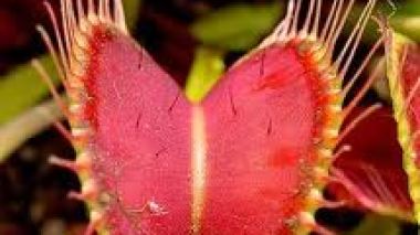 Une plante carnivore inspire un matériau lubrifiant révolutionnaire