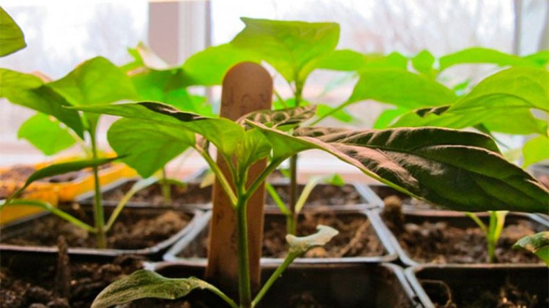 بداية الحضارة الإنسانية