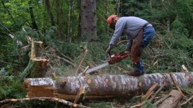 إحباط محاولة تهريب 130 قصعة من شجرة الأرز إلى تونس