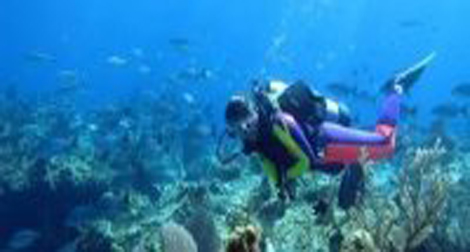 20 exposants au 2e Salon de la plongée sous-marine d’Alger