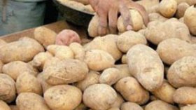 Potato stock reaches satisfactory levels: minister says