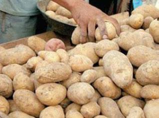 Les prix de la pomme de terre chutent