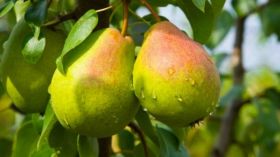 الإجاص يقي من السرطان.. إليك فوائده الذهبية؟!