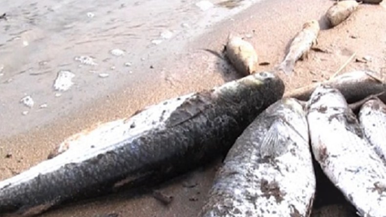 نفوق غامض للأسماك بسد زردازة