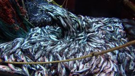 جدل في ايطاليا بسبب استيراد 358 طن من السمك الجزائري!