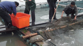 الجزائري لا يستهلك سوى 5.5 كلغ من السمك سنويا