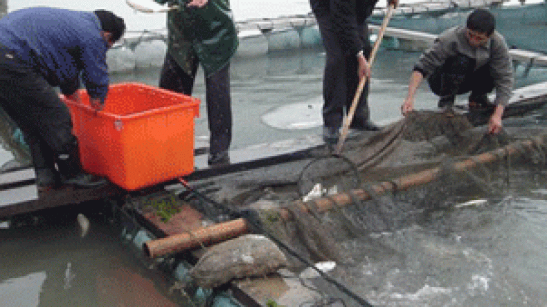 الجزائري لا يستهلك سوى 5.5 كلغ من السمك سنويا