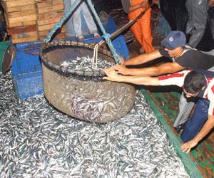 Du poisson mauritanien sur les tables algériennes