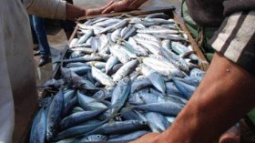هذه الأسباب الحقيقية لأزمة “السردين والسمك” في الجزائر