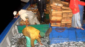 650 شط ملوث بزيوت سامة ونفايات البواخر تهدد بانقراض الثروة السمكية