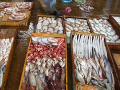 Saisie de 24 quintaux de poisson impropre à la consommation à Batna