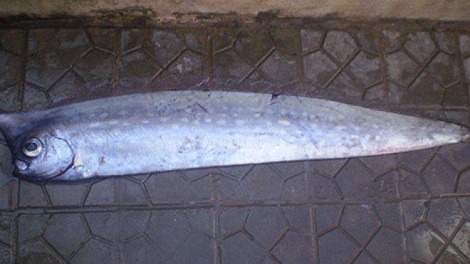العثور على سمكة غريبة بعرض البحر بتيبازة
