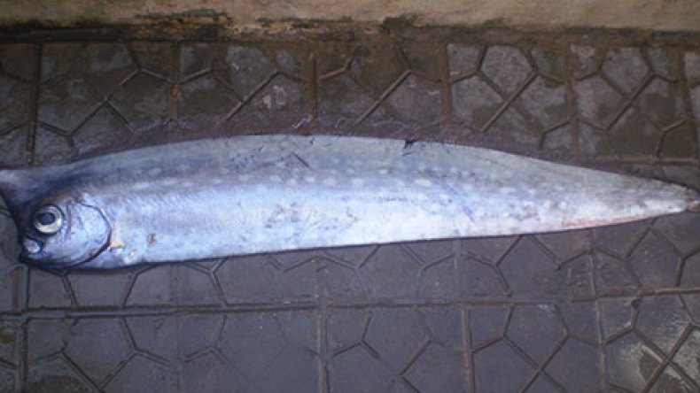 العثور على سمكة غريبة بعرض البحر بتيبازة