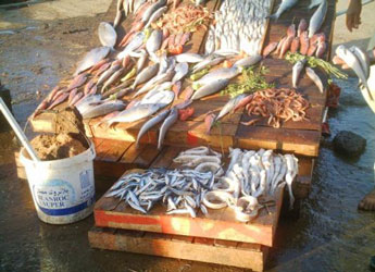 Des filets de pêche prohibés menacent nos réserves halieutiques