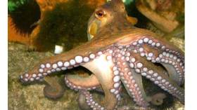 شعبان يكره التدخين لكنه في الإنعاش بسببه والاخطبوط بول يلتحق بالجامعة